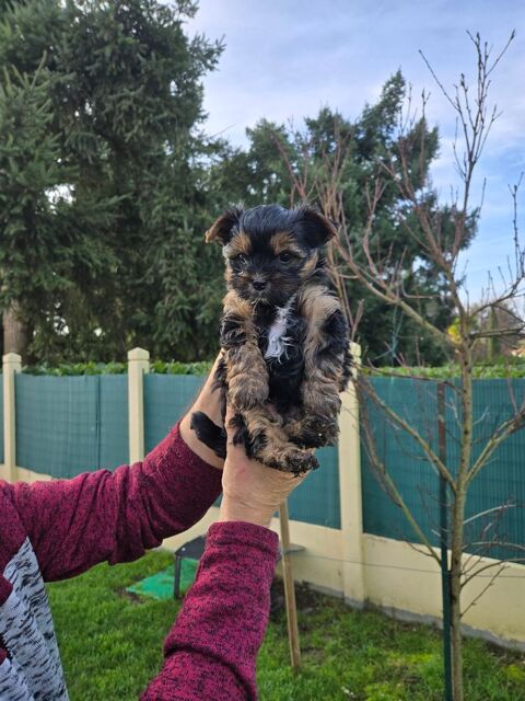 A RESERVER YORSHIRE TERRIER BIEWER 1400 49300 Cholet