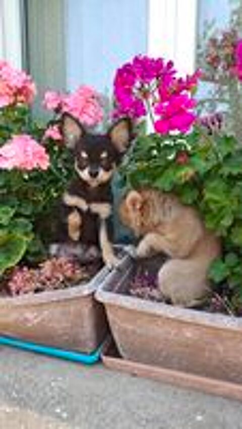   Mini chiots chihuahuas LOFS  