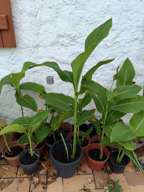canna d'inde Saint-Nazaire (44)