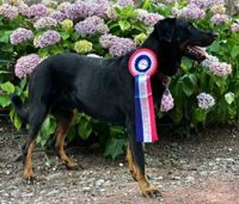   Beauceron cot 4, Dys A/A, coudes 0, PL-1-n/n, pour saillie 