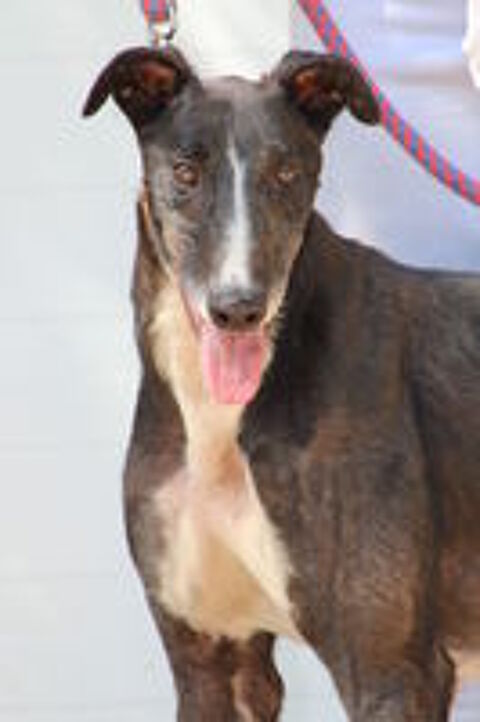  VERSACE, 3 ans le galgo parfait 