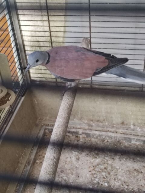 tourterelles a t&ecirc;te grise ( ou naines de Birmanie ) 20 85440 Grosbreuil