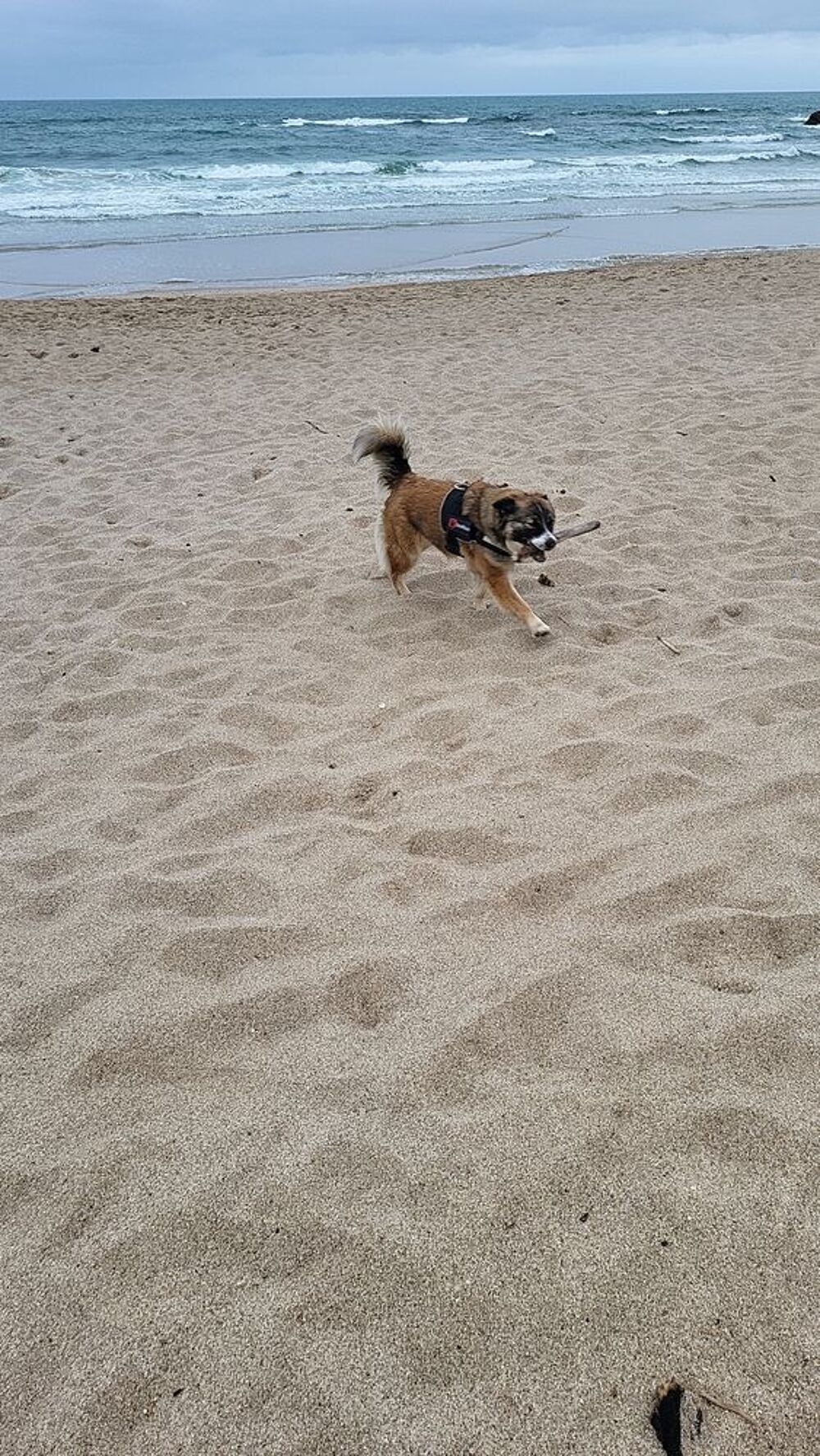   Donne jeune chienne croisée berger/retriever 
