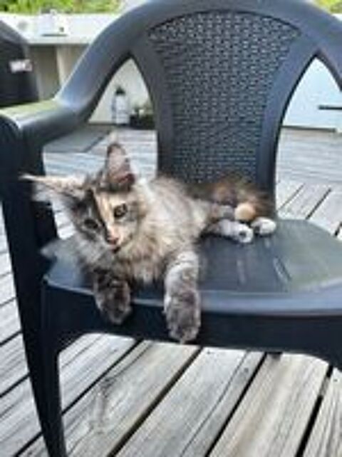   Chaton Maine coon loof 