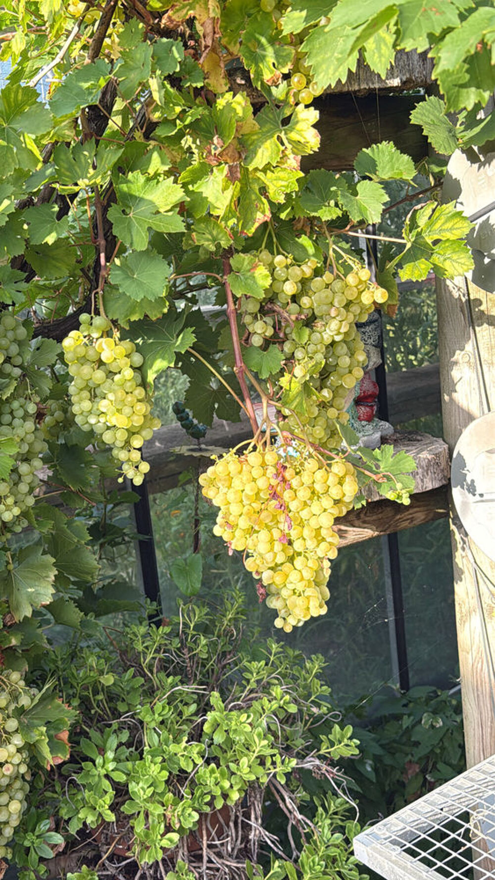 Pied de vigne raisin blanc Jardin