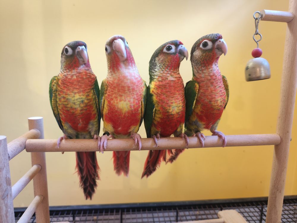   Conure de molina eam 