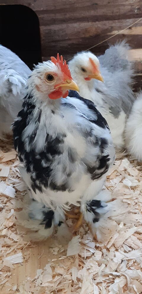 petits coqs de Pekin 0 85150 Vair