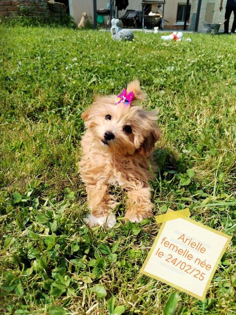 chiots maltipoo 1800 42310 Changy