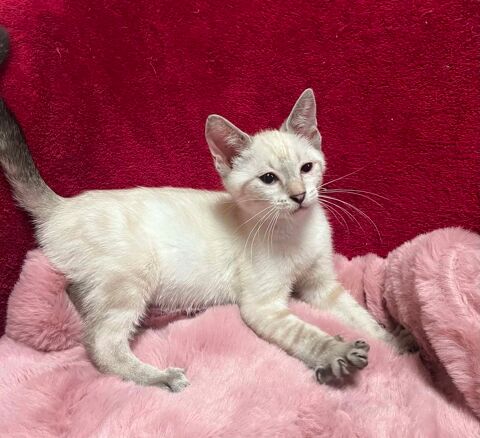 Melchior un petit bout tout chou 180 94200 Ivry-sur-seine