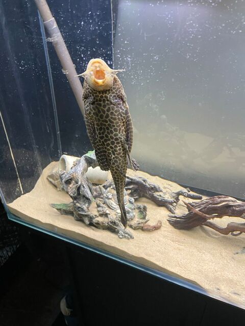 pleco 30cm Villeneuve-d'Ascq (59)