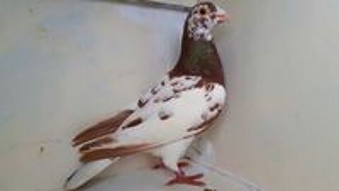   Pigeons Voyageurs Choco Meulemans 