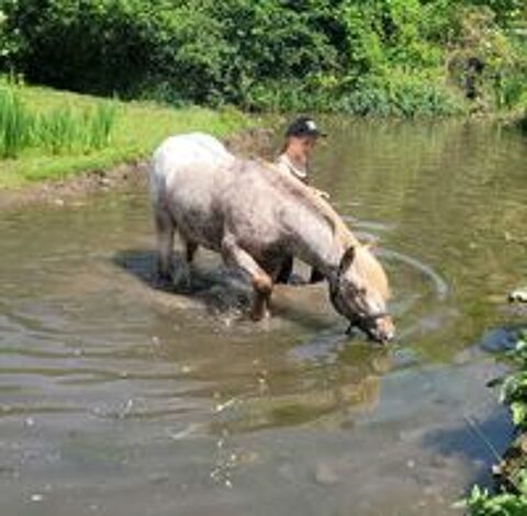   Etalon reproducteur - Poney appaloosa  