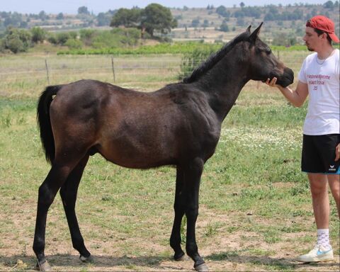 Magnifique poulain PSAR 3000 11800 Saint-frichoux