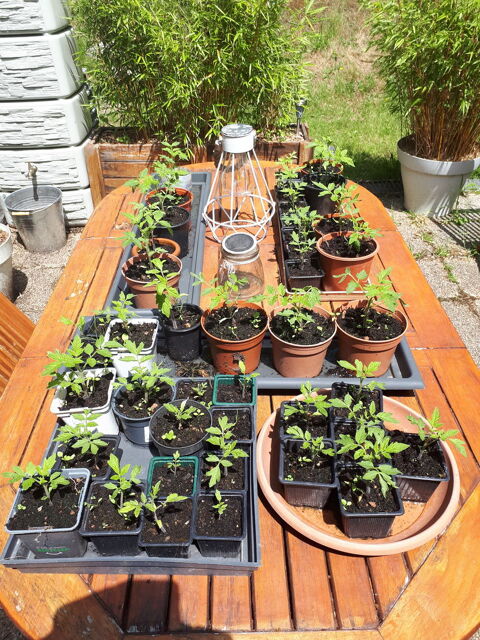 Plants de tomates 1 Saint-Just (35)