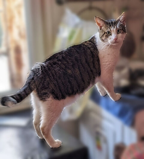 BERNARD CHAT TIGRE BLANC 3 ANS 1/2 195 92260 Fontenay-aux-roses