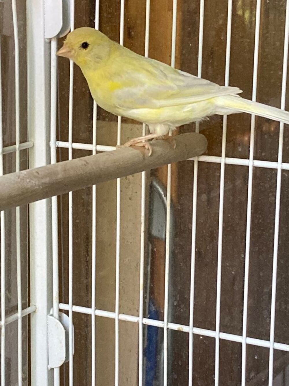   Canaris  