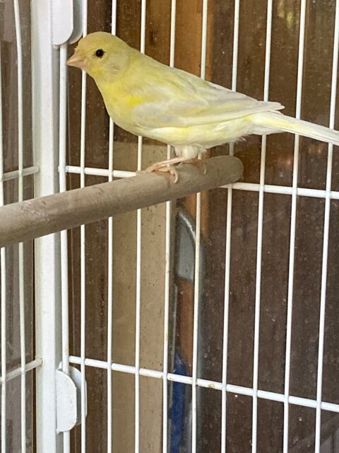 Canaris 15 95330 Domont