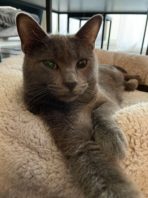Smoky jeune chat énergique 180 75015 Paris