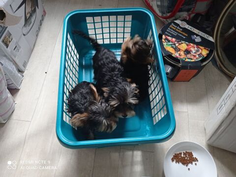 chiots yorkshire terrier 900 11300 Limoux