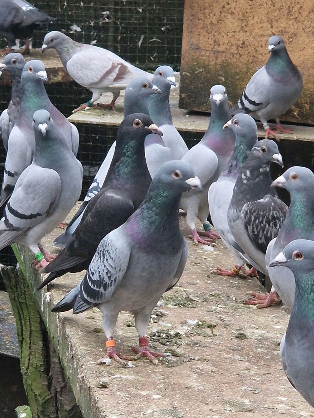   Pigeon voyageur bague  