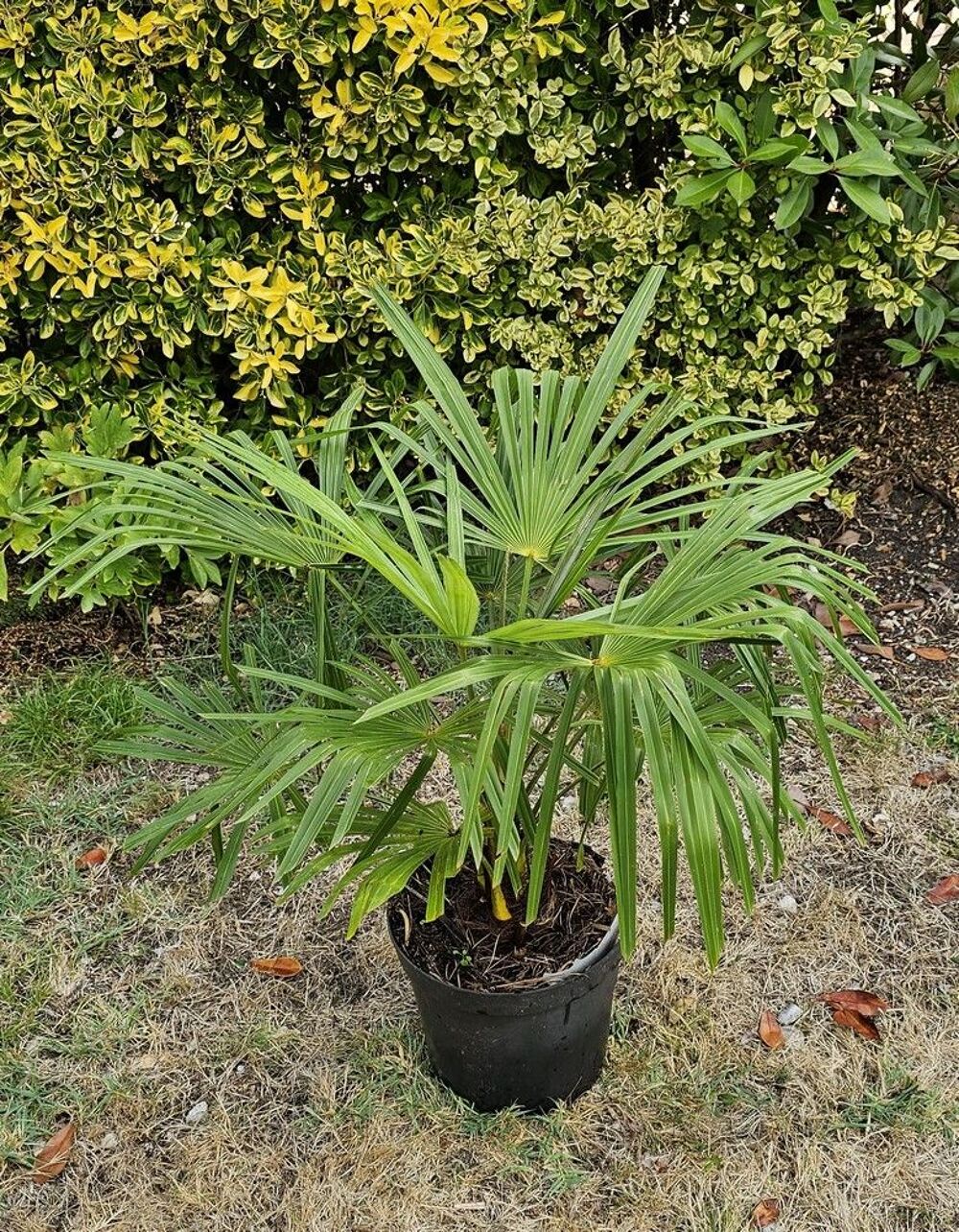 Palmiers Trachycarpus Jardin