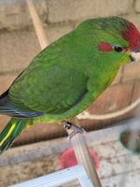   Kakariki  