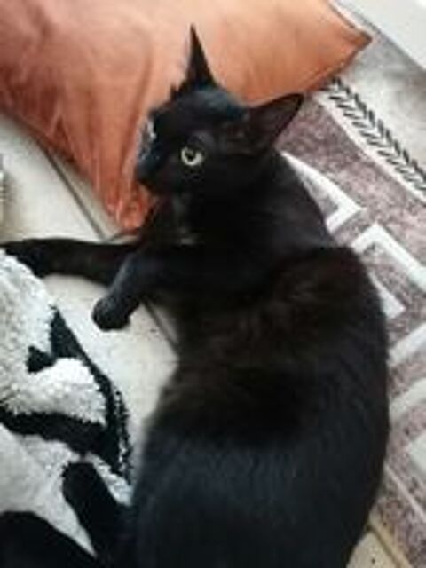   GUSTAVE 