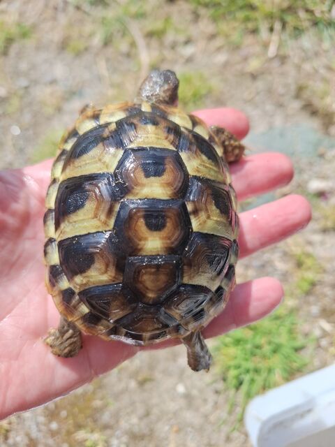 Tortue 130 44160 Pontchteau