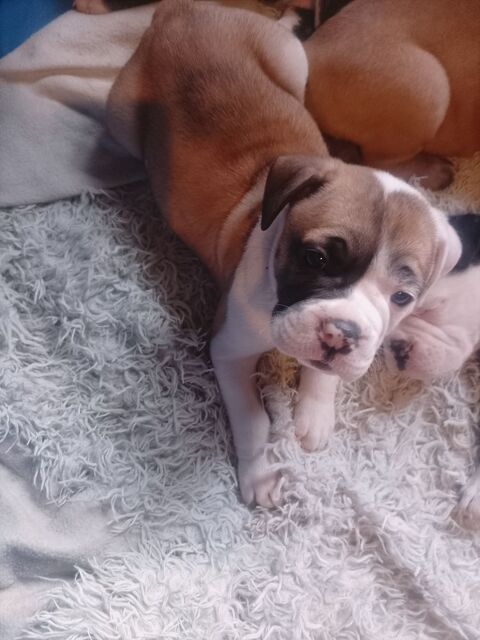 A r&eacute;server une chienne bulldog continental 1000 31660 Bessi�res