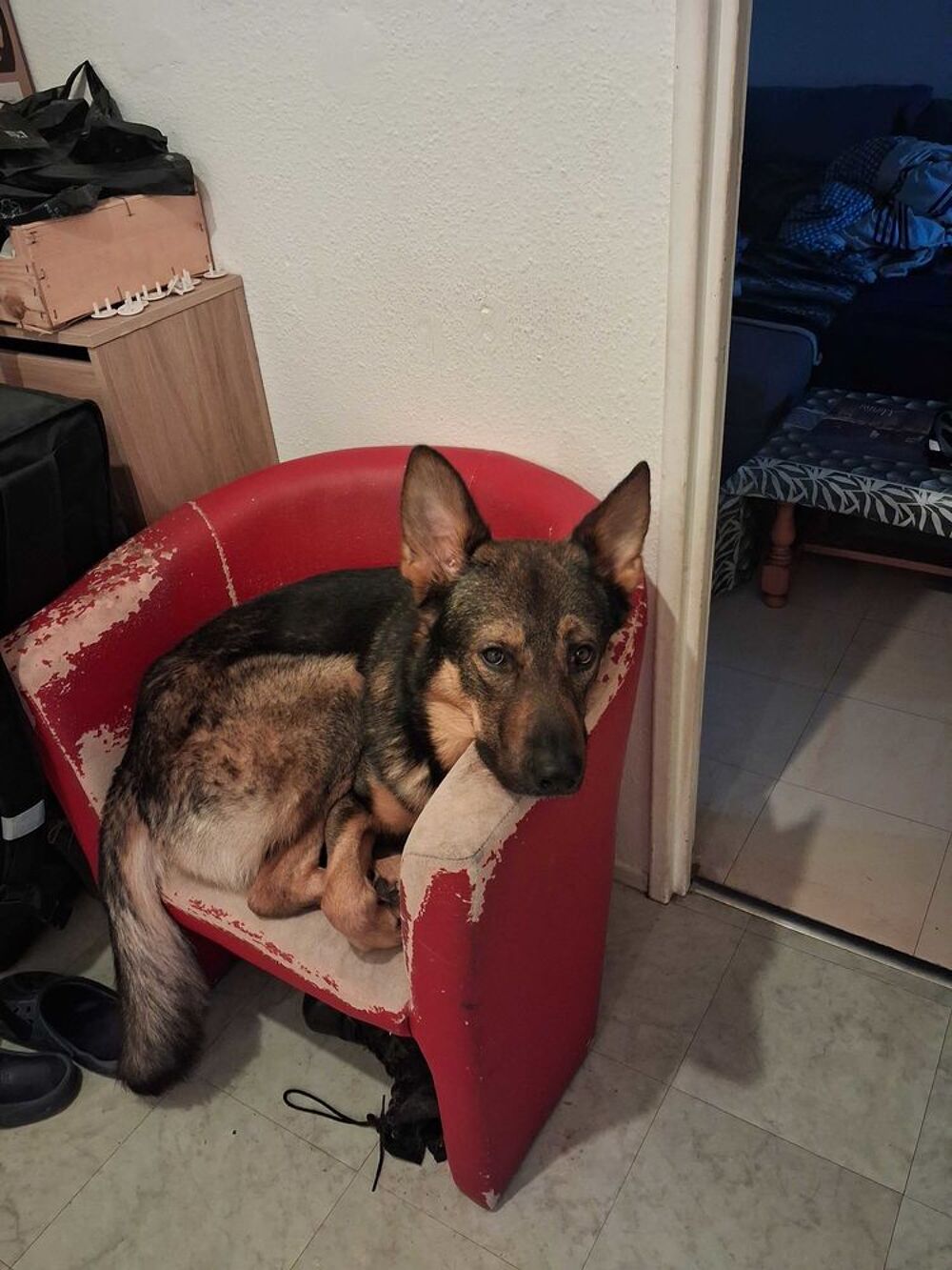   chien malinois 