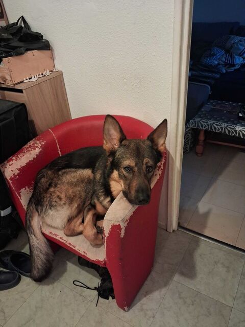 chien malinois 0 33270 Floirac