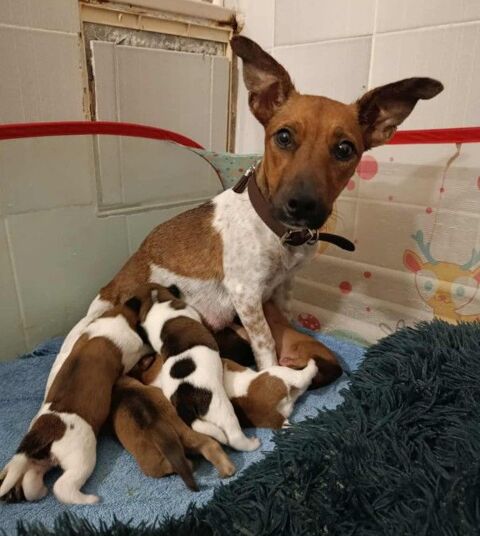 Aya la c&acirc;line 300 60580 Coye-la-for�t