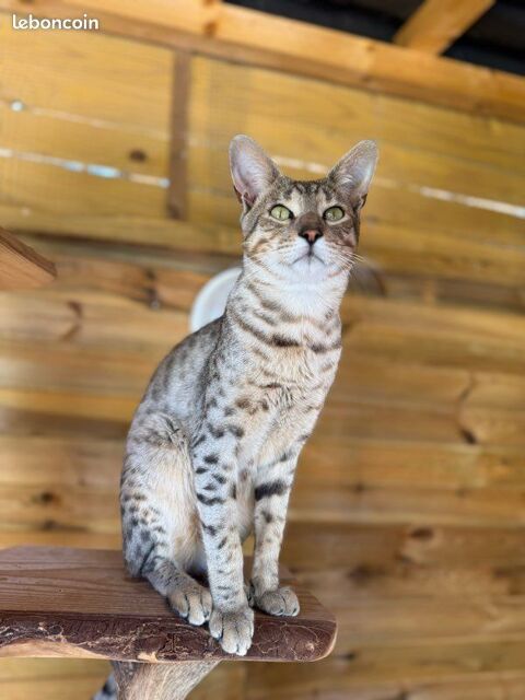 Saillie Savannah F6 SBT black silver – Prestigieuses Origines - test sant&eacute; RAS 🦠 – Pedigree Riex 🐆✨ 500 66450 Pollestres
