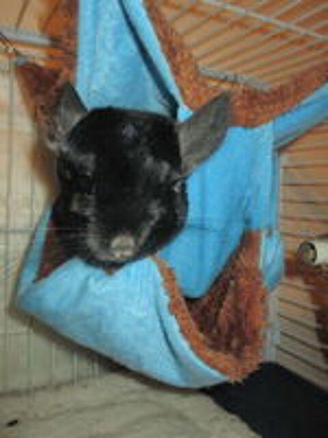   jeune femelle CHINCHILLA  semi ANGORA  (RPAC) 