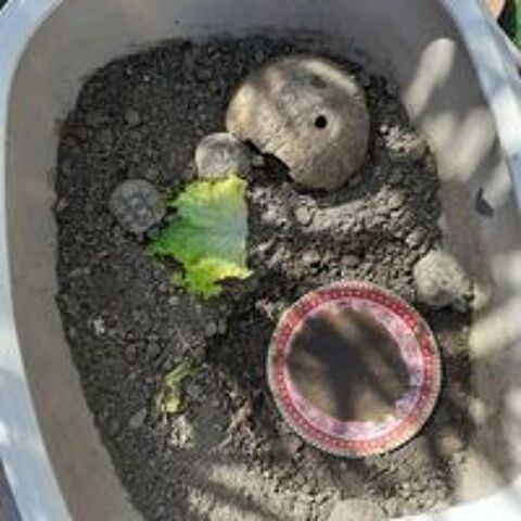   Bb tortues de terre 
