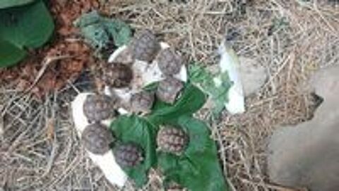   Tortues 
