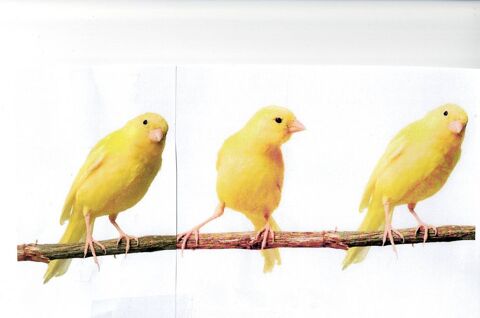 LOT DE 3 CANARIS  JAUNES SCHIMEL  2 MALES +1 FEMELLE 45 60190 La neuville-roy
