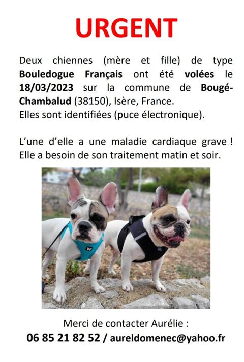 Vol deux chiennes bouledogue français 0 38150 Bougé-chambalud
