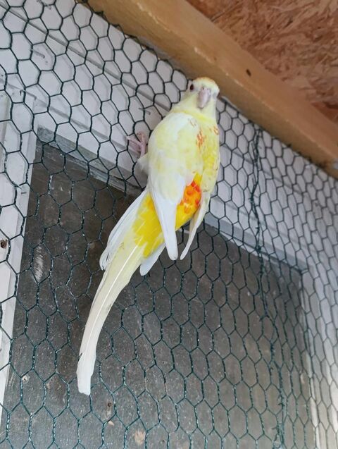 Croupion femelle 20 22630 Les champs-g�raux