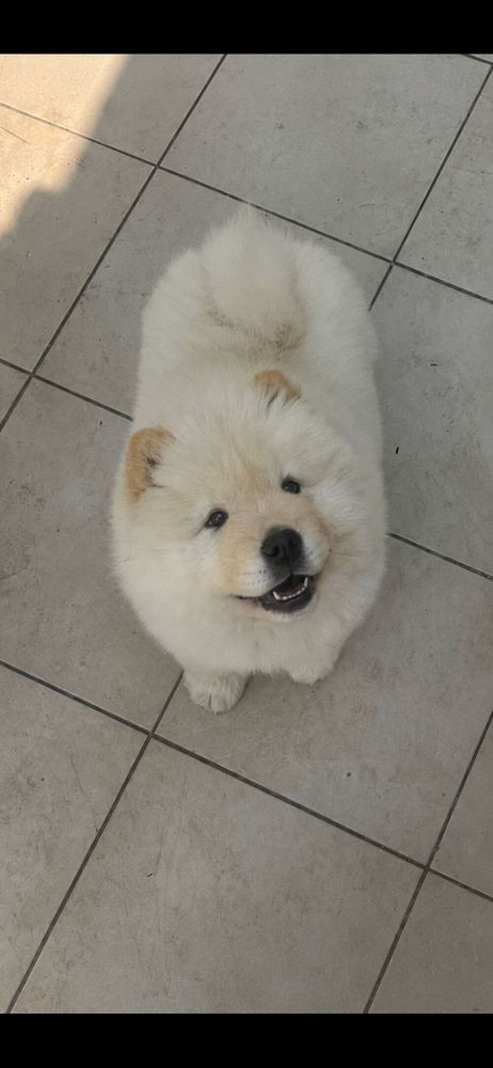   samoyède chow-chow 