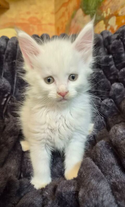 A reserver magnifiques chatons maine coon 750 12240 Colombiès