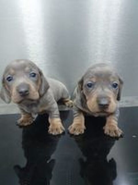   chiot teckel  poils ras  