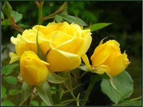 2 plants de rosier polyantha jaune 3 Dgagnac (46)