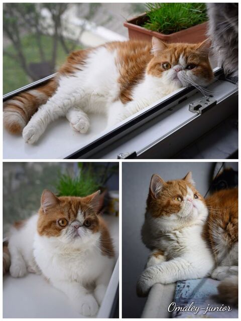 Chaton mâle exotic shortair LOOF 780 67330 Bouxwiller