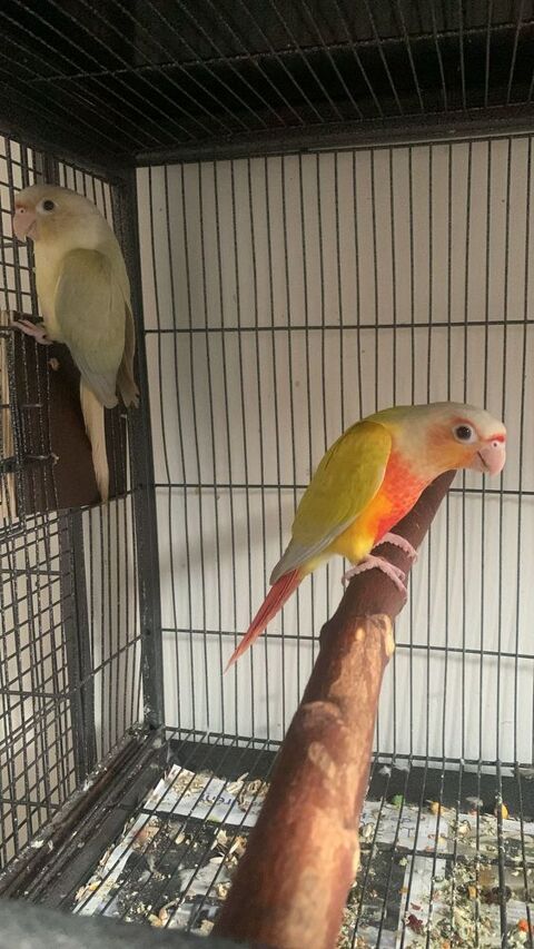 Conure suncheek 400 95140 Garges-l�s-gonesse