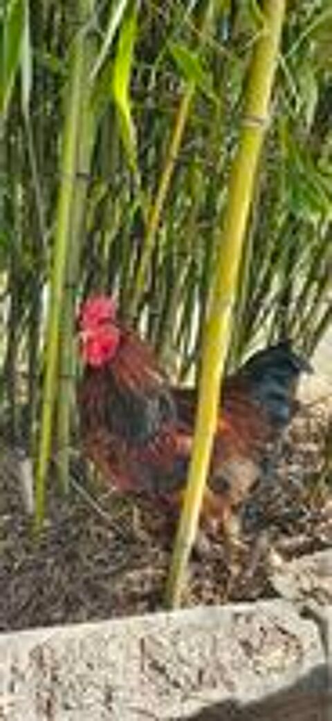   Coq de basse cour roux 