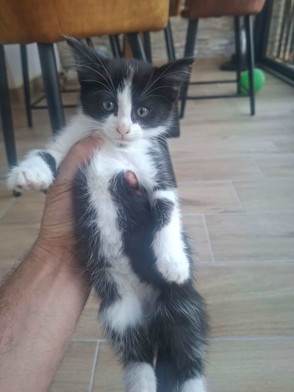   Petite chatonne à adopter  