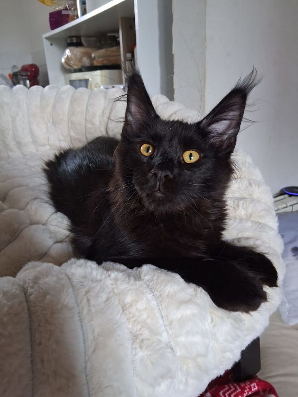   Chaton Maine coon mâle LOOF  