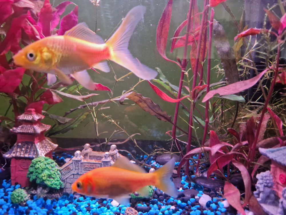   Échange poissons rouges contre guppys et crevettes  