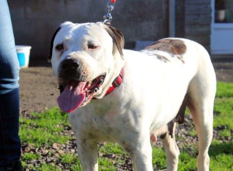 ORANE, magnifique Bouledogue Am&eacute;ricain crois&eacute;e Dogue Argentin &agrave; adopter via l'association UMA 330 44390 Petit-mars